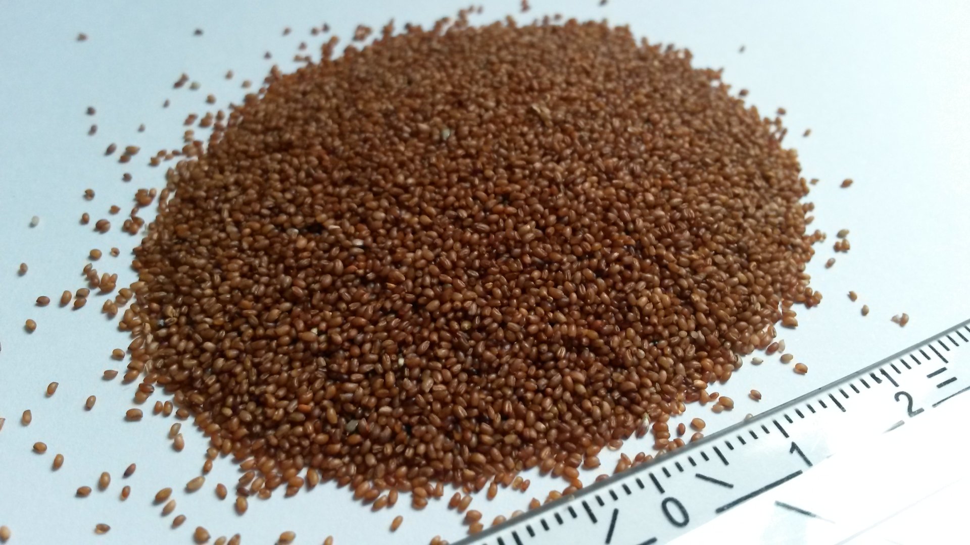 10 Benefits of Teff