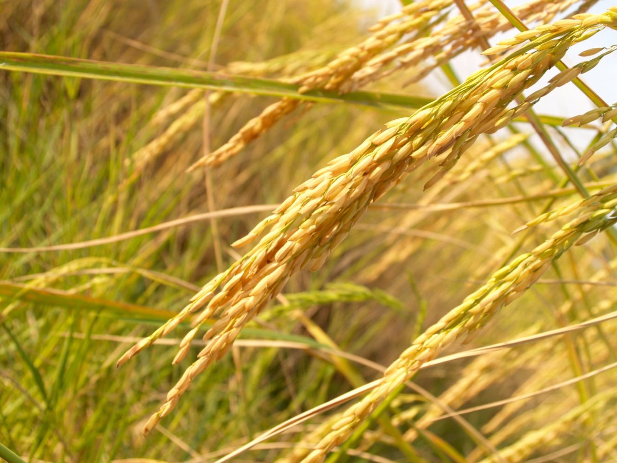 What is MP-Teff?